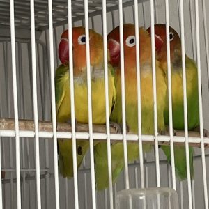 Inseparable Agapornis Fisher