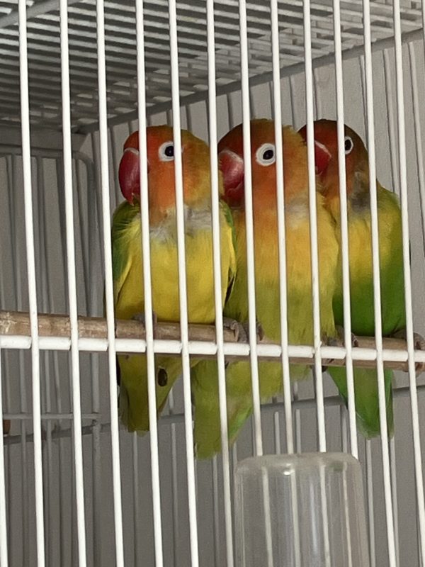 Inseparable Agapornis Fisher