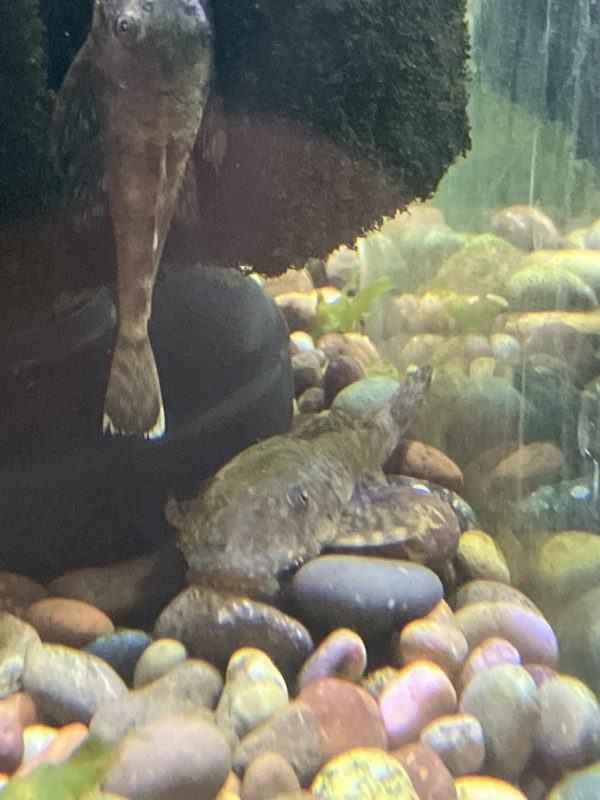 Plecostomus Rubbernose