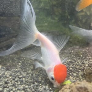 Carassius Oranda Red Cap