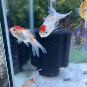 Carassius Oranda Red Cap