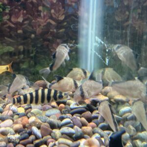Corydora Metae