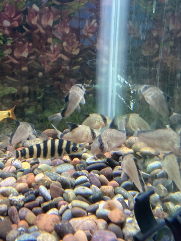Corydora Metae