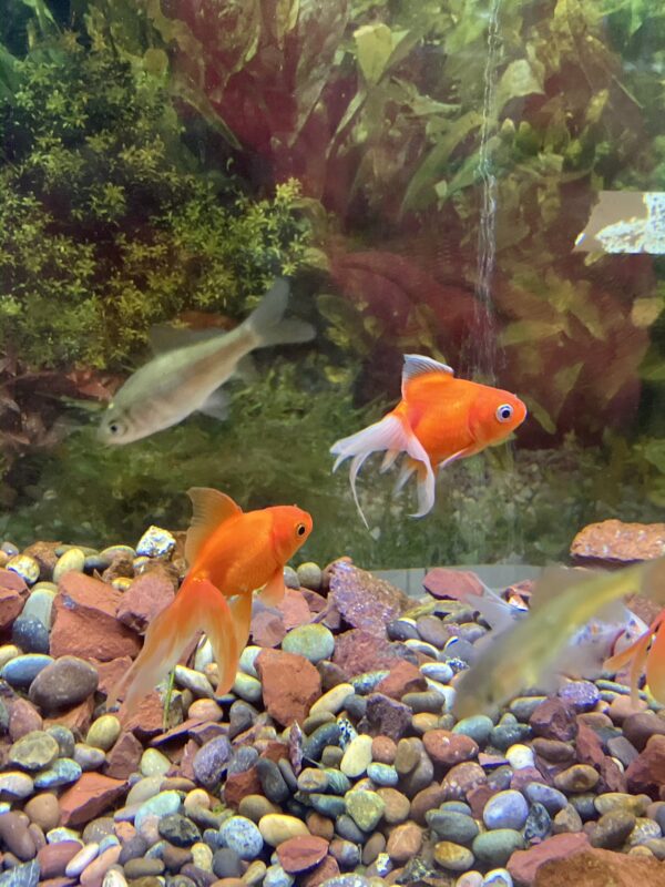 Carassius Ryukin