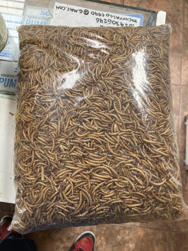 Tenebrios 1 KG