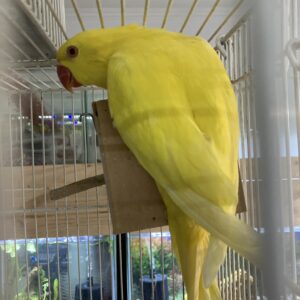 Loro Kramer Amarillo