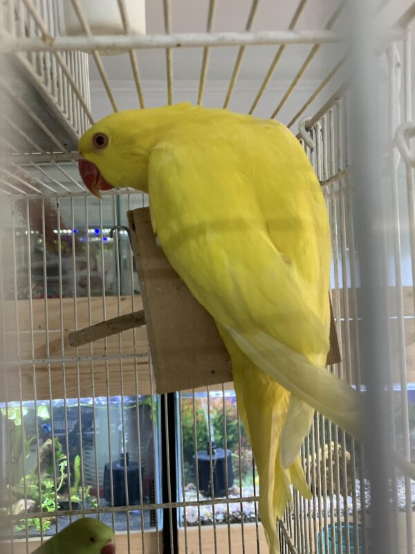 Loro Kramer Amarillo