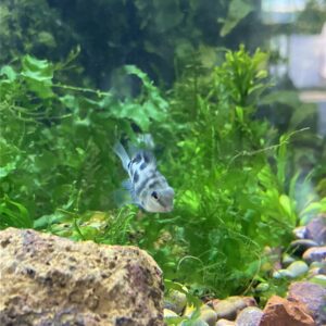 Convicto Polar Blue