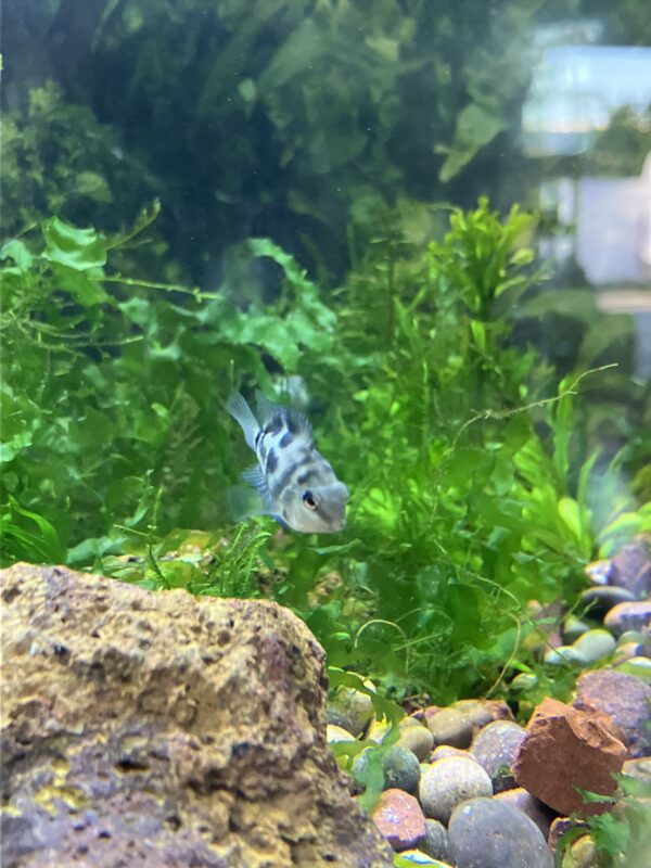 Convicto Polar Blue