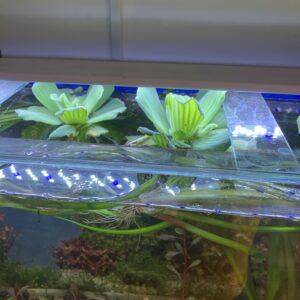 Planta Pistia XL