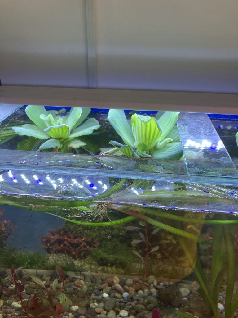 Planta Pistia Lechuga de agua