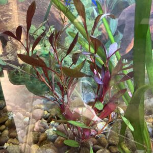 Planta Ludgiwia 2x1990