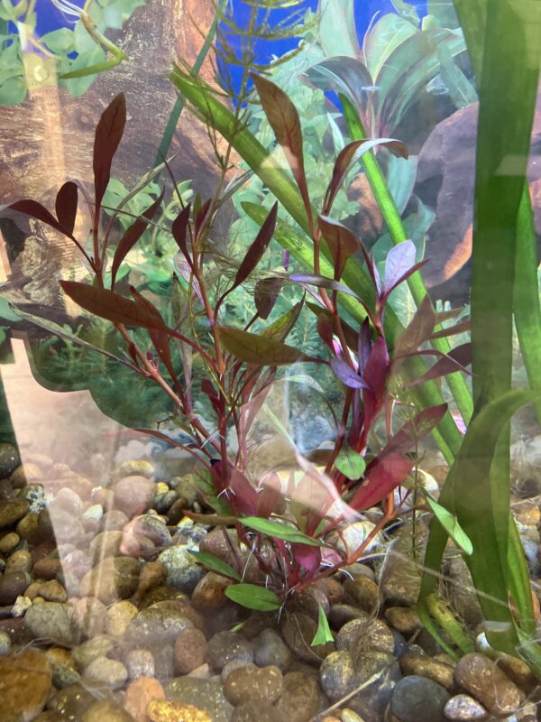 Planta Ludwigia 2x1990