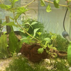 Planta Shinela