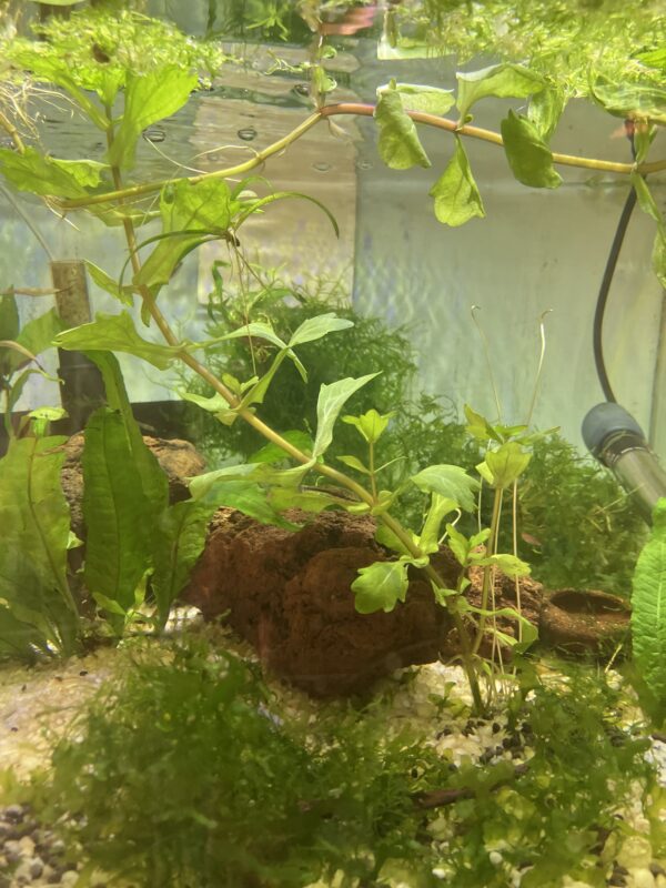 Planta Shinela