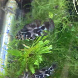 Oscar Wild 3 CM