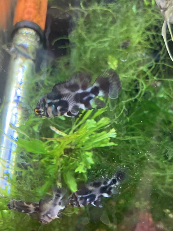 Oscar Wild 3 CM