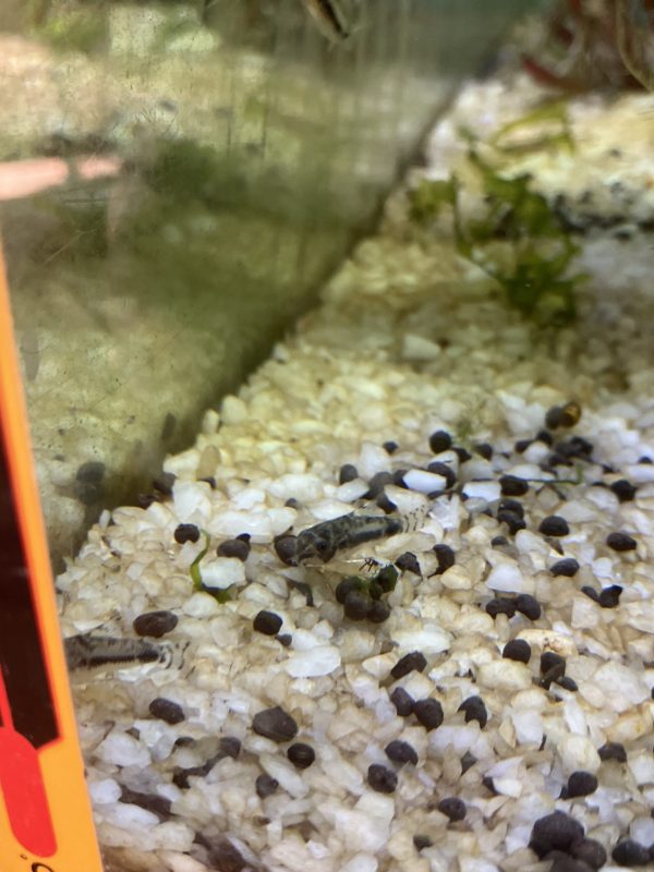 Corydora Habrosus