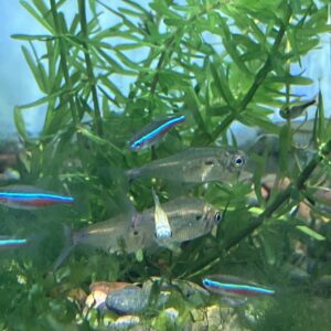 Tetra Stictus