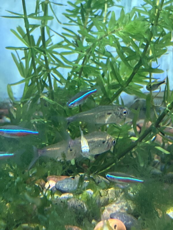 Tetra Stictus