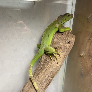 Iguana Verde