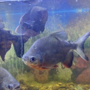 Piraña Pacu Adulta