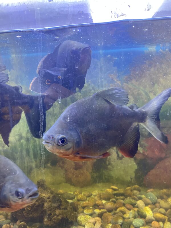 Piraña Pacu Adulta