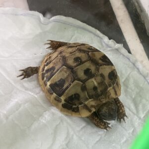 Tortuga Mediterranea Mediana (5 A 6,5 CM) Testudo Hermanni