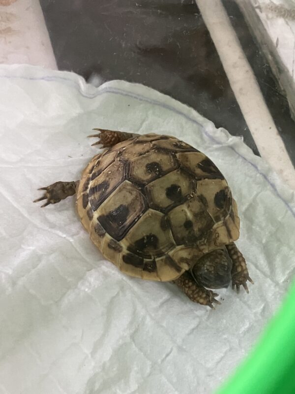 Tortuga Mediterranea Mediana (5 A 6,5 CM) Testudo Hermanni