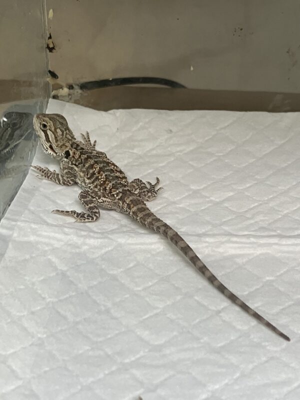 Dragon Barbudo Nominal Infantil Pogona Vitticeps - Imagen 2