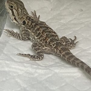 Dragon Barbudo Nominal Infantil Pogona Vitticeps