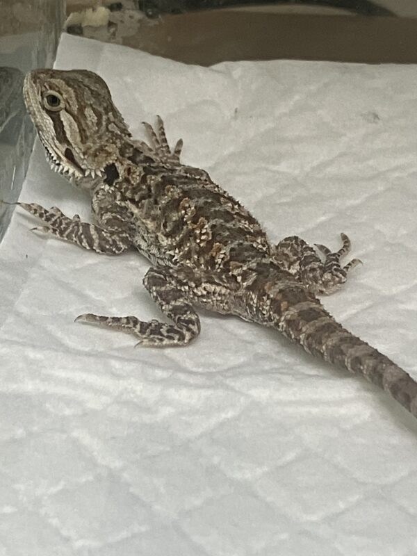 Dragon Barbudo Nominal Infantil Pogona Vitticeps