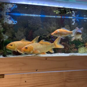 Koi 30 - 40 CM