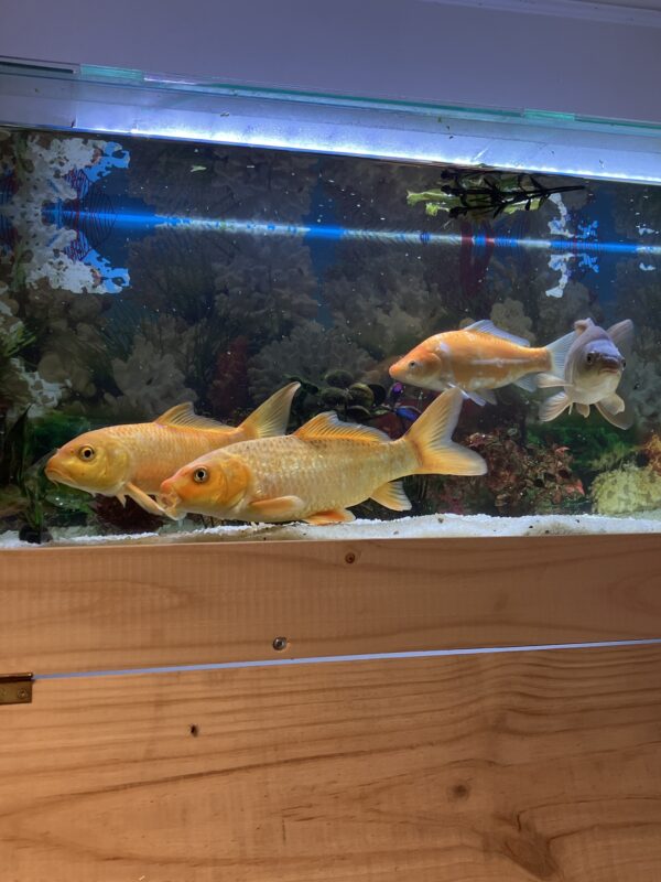 Koi 30 - 40 CM
