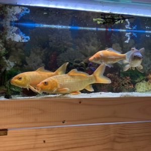Koi 30 - 40 CM
