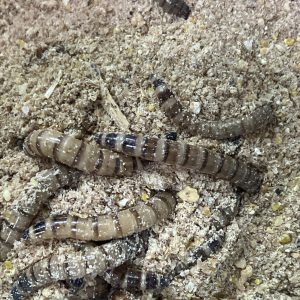 Larvas de Zophobas, Zophoba morio mediana x10