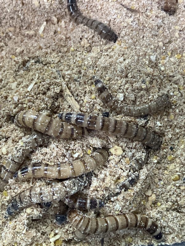 Larvas de Zophobas, Zophoba morio mediana x10