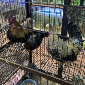 Pareja de gallinas enanas Nagasaki y Collonko