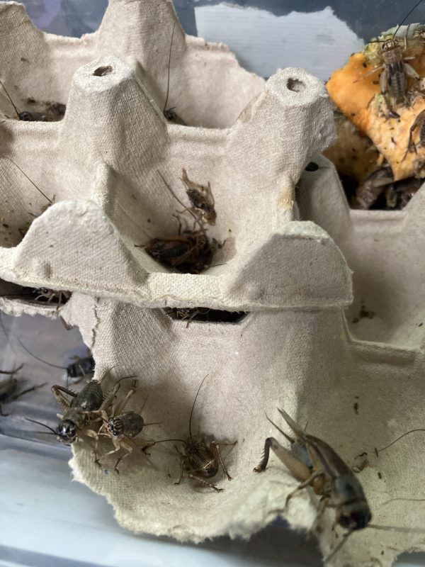 Grillo negro, Gryllus fulvipennis medianos x10