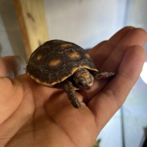 Tortuga de Pata Roja, Chelonoidis Carbonaria