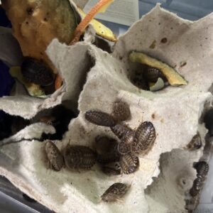 Dubias, Blaptica dubia x10