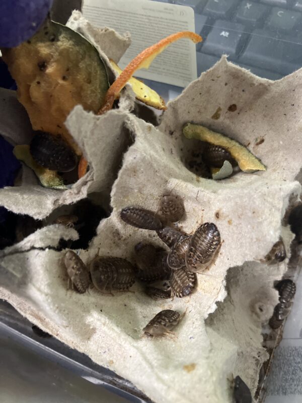 Dubias, Blaptica dubia x10