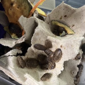 Dubias, Blaptica dubia mediana x10