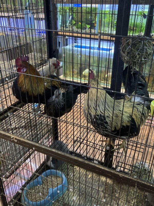 Pareja de gallinas enanas Nagasaki y Collonko