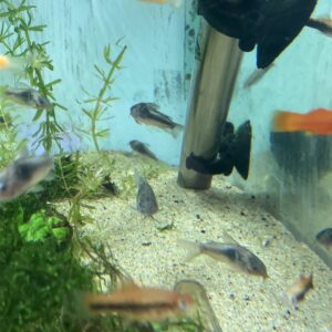 Corydora Aeneus