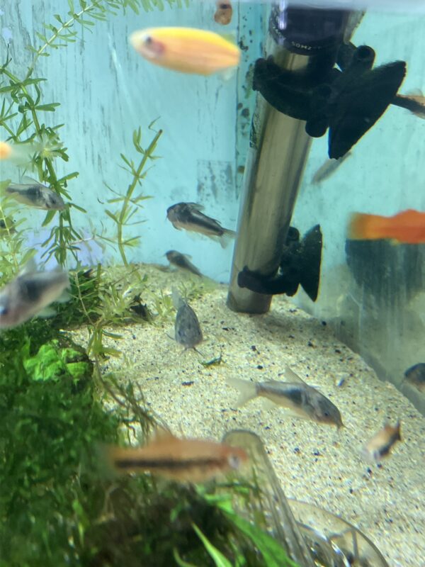 Corydora Aeneus