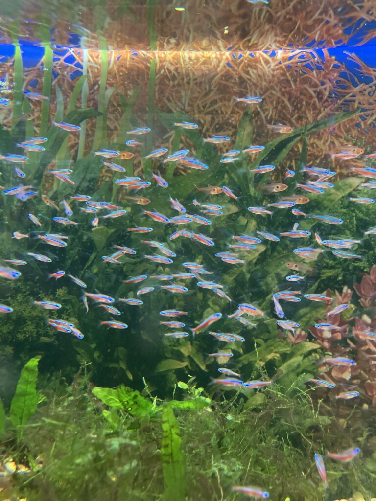 Peces de agua caliente