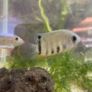Heros Severum