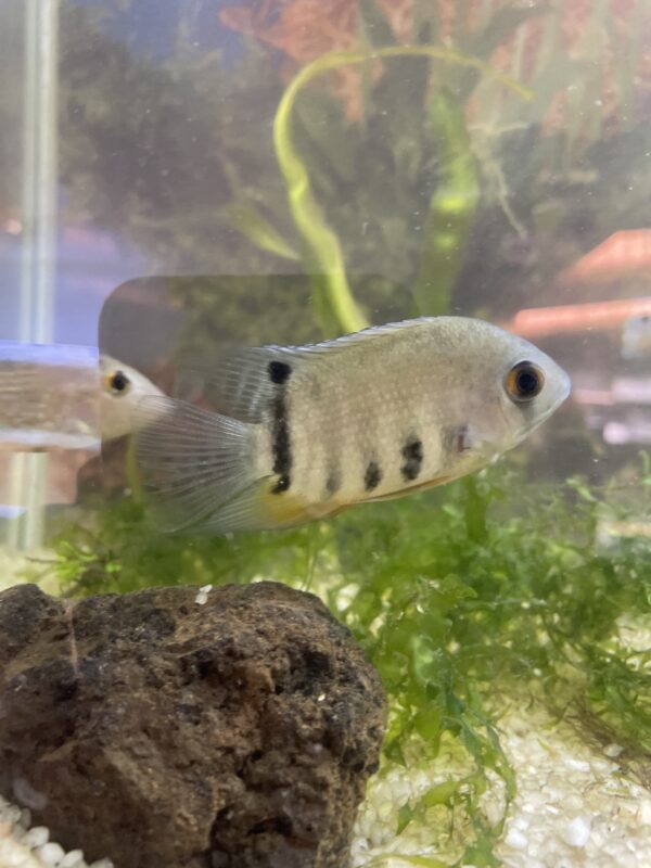 Heros Severum