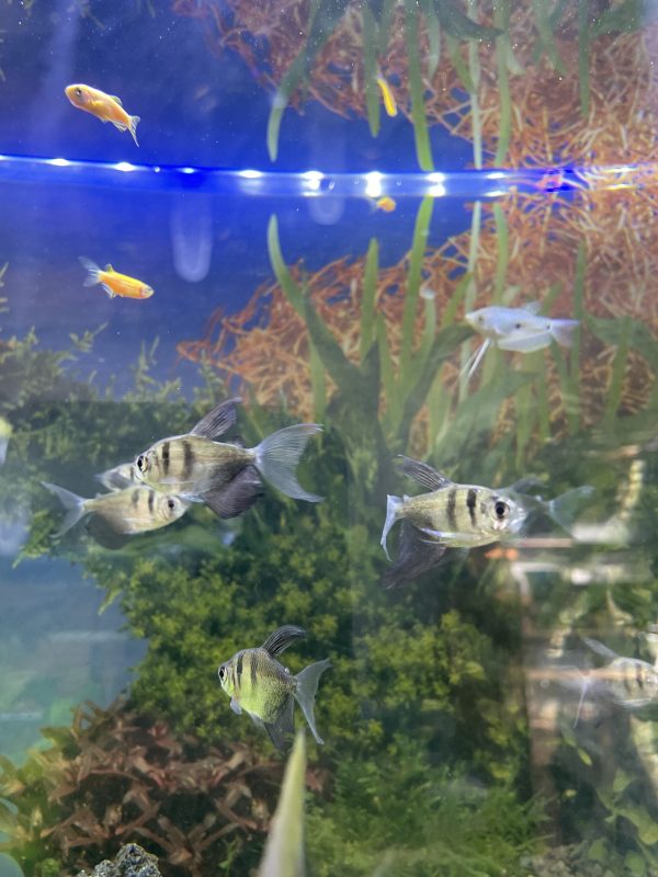 Tetra Viuda Negra Velifera
